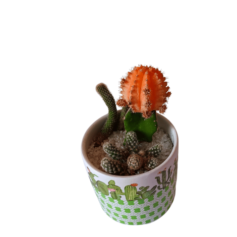 cactus dream 1